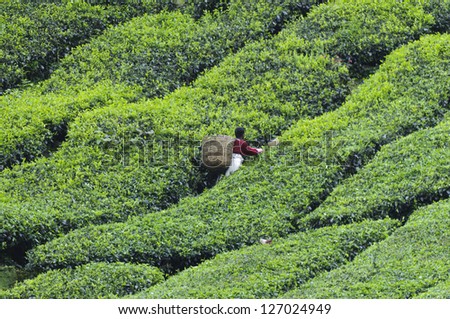 Tea harvest of the tea plantation in the Cameron Highlands, Malaysia.