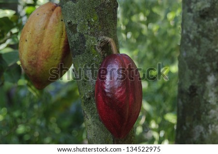Cacao pod on a tree of a plantation of Cuba.