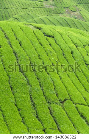 Tea plantation in the Cameron Highlands,Malaysia,Asia.