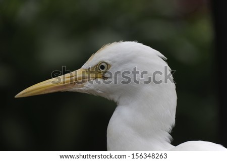 Bird portrait from a cattle-egret.
