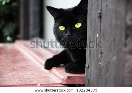 Black cat with yellow eyes lying in the door