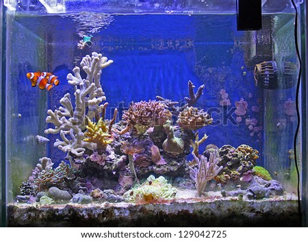 Beautiful Fish and coral tank