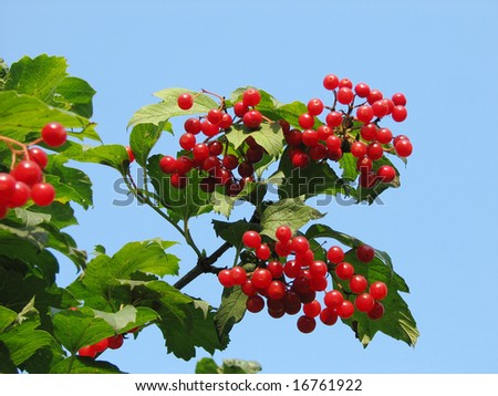 red viburnum berry with green leaves