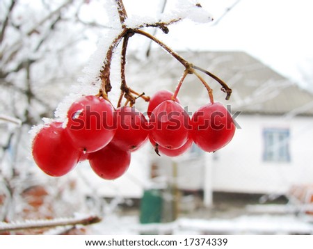red viburnum berry on frost and old rural house on back plan