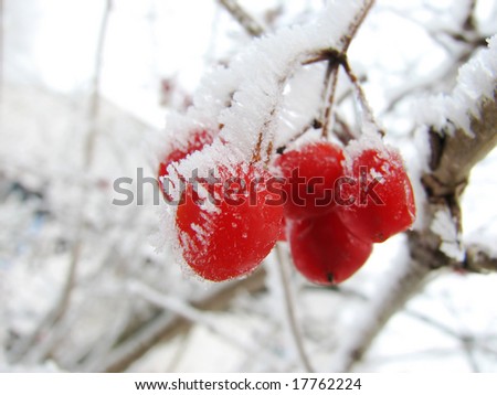 red viburnum berry on frost