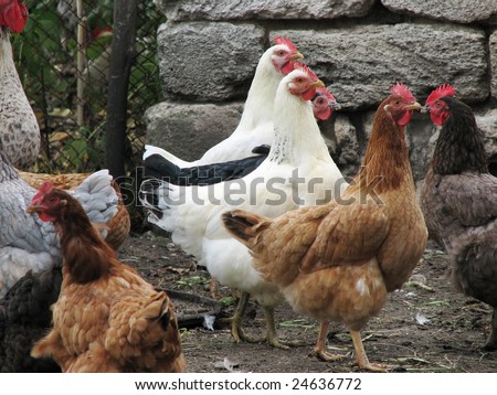 many young hens and chickens
