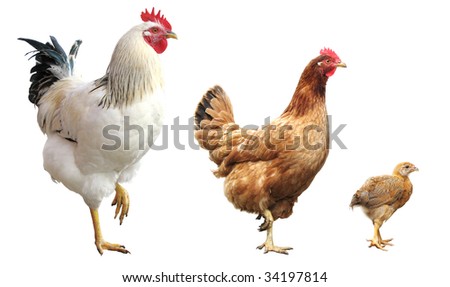 funny chicken pictures. funny rooster, hen and