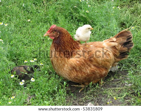 hen with chickens on the green grass