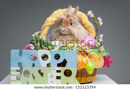 easter composition. happy easter sign and rabbit in easter basket isolated on gray background