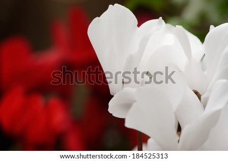 white flowers on dark red flowers