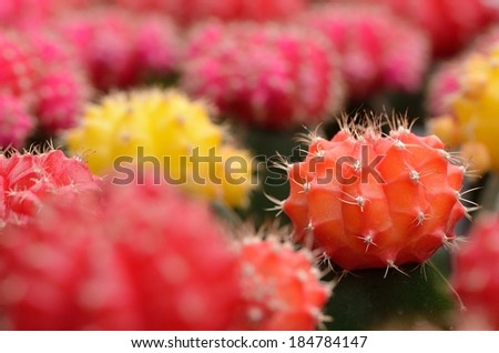 Group of cactus, focus on an orange cactus, close-up