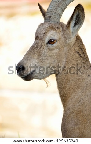 female ibex\'s head, side view, background in autumn colors