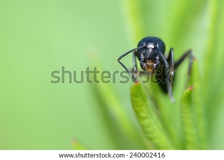 head of an ant, close-up, walking on foliage