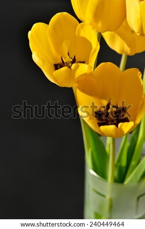 bouquet of yellow tulips close-up view from above on a black background,vertical, sunny