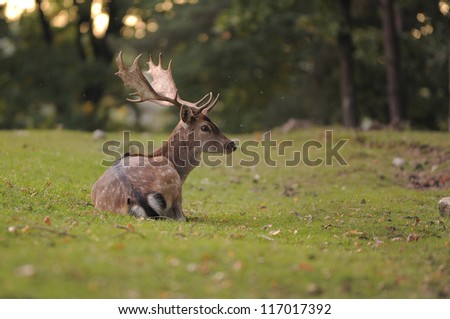 head shot of a fallow deer stag (dama dama)