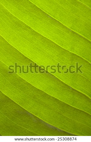 leaf structure, texture
