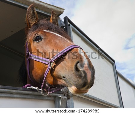 Beautiful Bay Horse saying goodbye as it leaves in trailer.