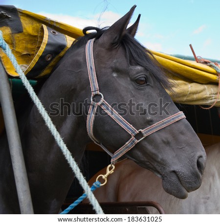 Head of thoroughbred black horse looking through horse box