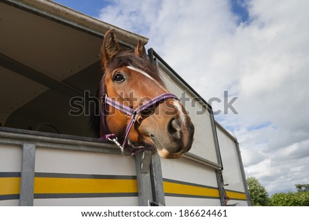 Bay horse with head looking out of horse trailer.