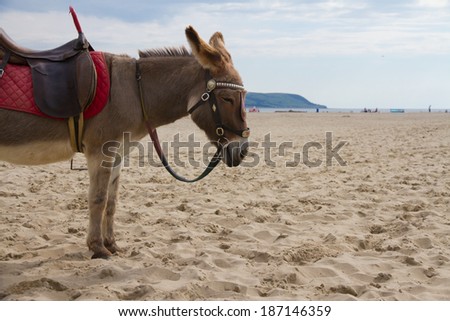 Waiting to give traditional donkey rides at the seaside in UK.