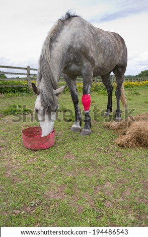 Lame grey horse with bandaged leg eating food supplements.