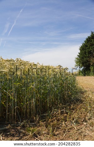Wheat crop in UK field showing rust damage.