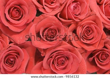 flowers roses background. stock photo : Red ackground from flowers of roses