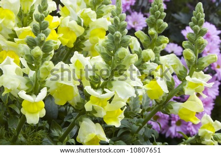 Flowers of a lion\'s pharynx on a bed