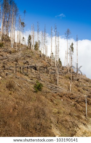 Mountain with trees destructed by hurricane