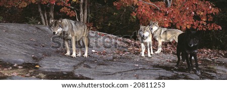 Timber wolves against a red maple tree