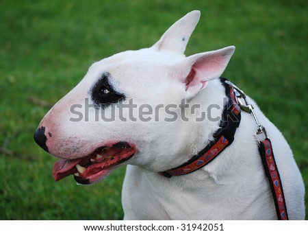 English bull terrier