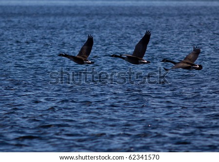 Three flying geese over blue waters of Lake Muskoka