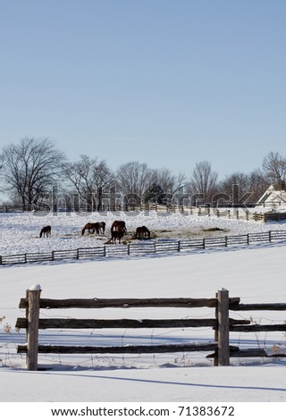 Barn and horses on winter
