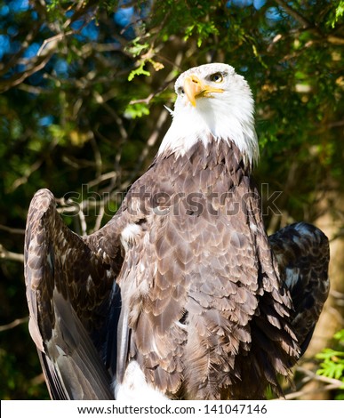 Bald eagle waving his wing