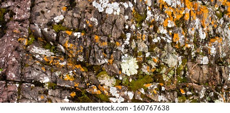 Rock pattern in an ancient Canadian shield rock formation with many cracks and splits, populated by moss, lichen, fungi, and green plants
