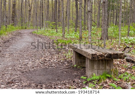 Old wooden bench on a path through a forest