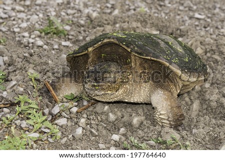 Old female turtle laying eggs in the sand and patch
