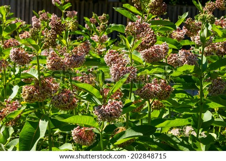 Common Milk Weed Plants in Bloom (Asclepias syriaca)
