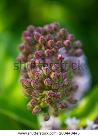 Milk Weed Plant with unopened flowers (Asclepias syriaca)