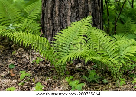 Young fern plants in the spring