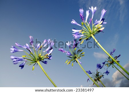 African blue lily against a blue sky