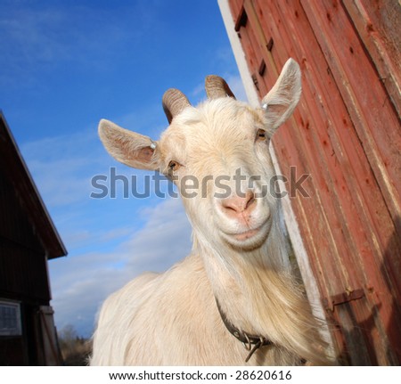 goat mother posing proud outside her barn