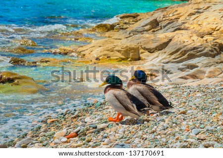 Wild ducks standing on beach in Greece waiting to dive into the sea. Shoot was in Syros island at summer time
