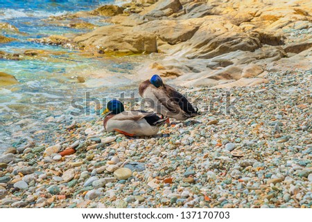 Wild ducks standing on beach in Greece waiting to dive into the sea. Shoot was in Syros island at summer time