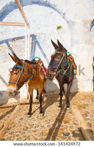 Greece famous Santorini island in cyclades, donkeys posing and waiting to give tourist a ride