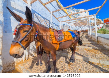 Greece famous Santorini island in cyclades, view of donkeys on steps under Santorini capitol waiting for tourists to give them a ride