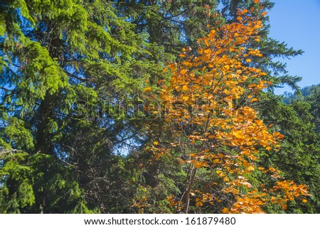 Greece Valia kalda Autumn landscape, colorful leaves on trees with tall trees