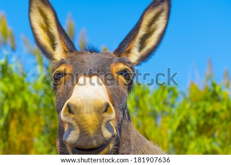 Greece happy donkey posing closeup view with face almost in camera in greek island