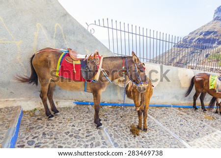 Greece Santorini island donkey, donkeys are used  to transport tourists in the island