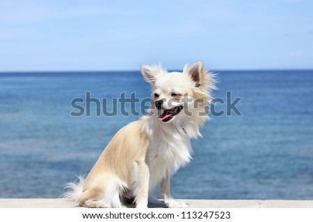 Chihuahua at the beach